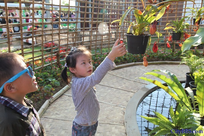 ChiangMai_Royal_Flower_Flora