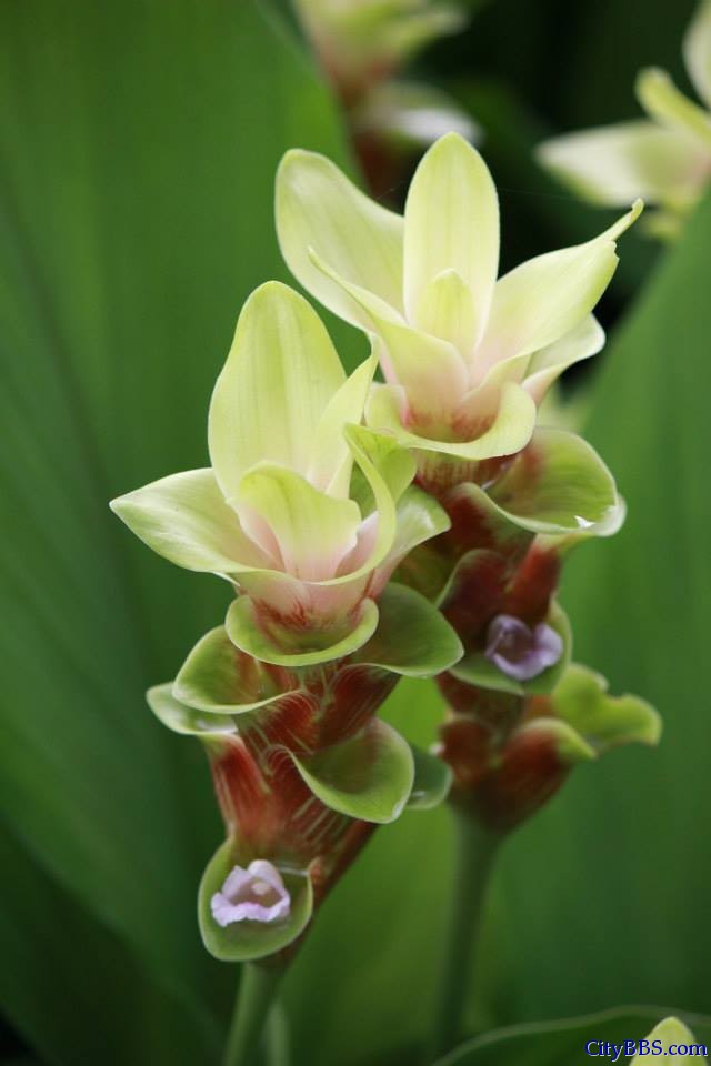 清迈皇家花博会 Royal Flower Flora 