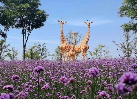 15万平米紫色花海上海薰衣草节营造法式浪漫