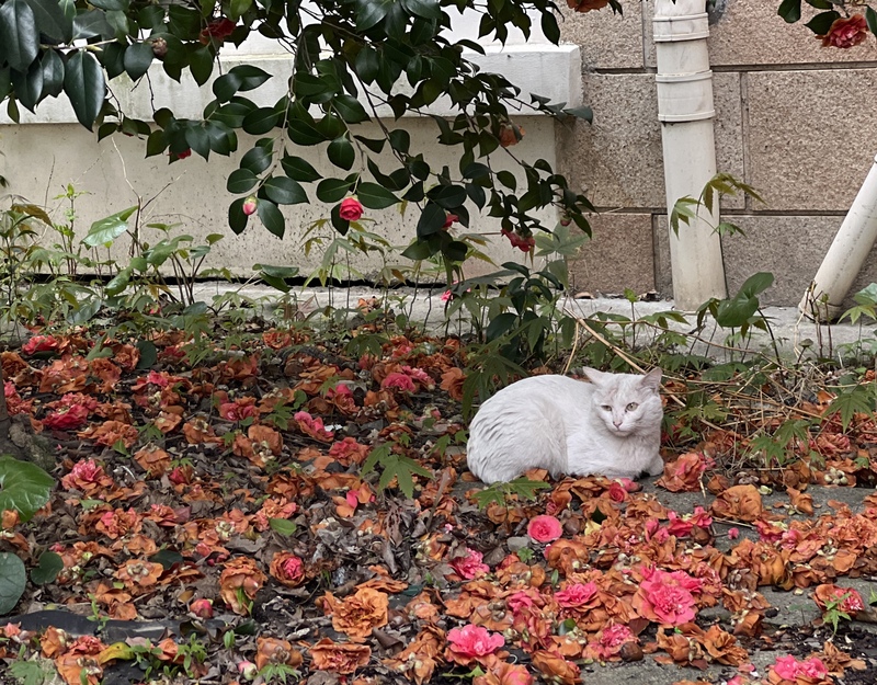 山茶花已凋谢
