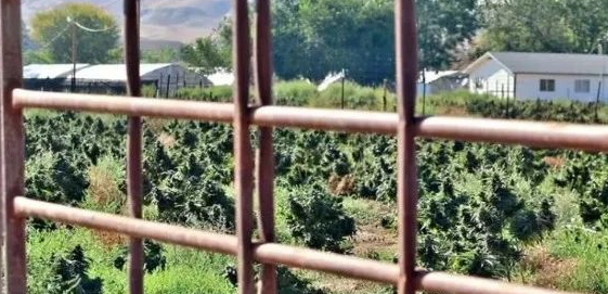夏女士被关押的农场