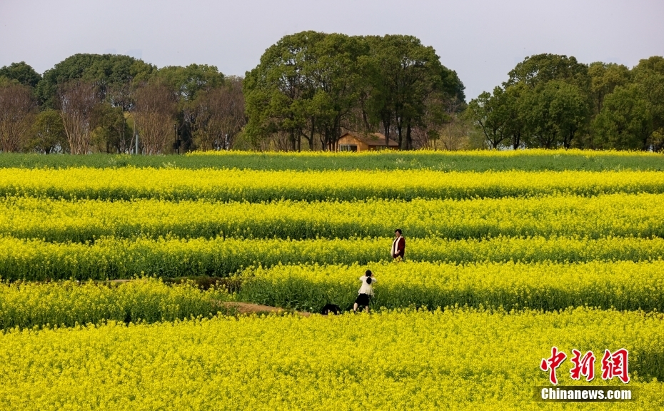 武汉油菜花次第开放湖光山色中尽享田园野趣