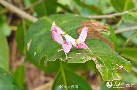罕见的兰花螳螂